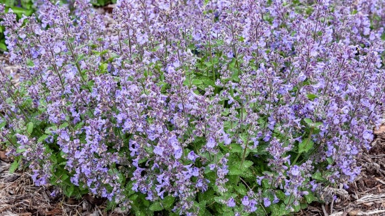 Nepeta 'Catwalk Queen' in full bloom showing the masses of mauve blooms