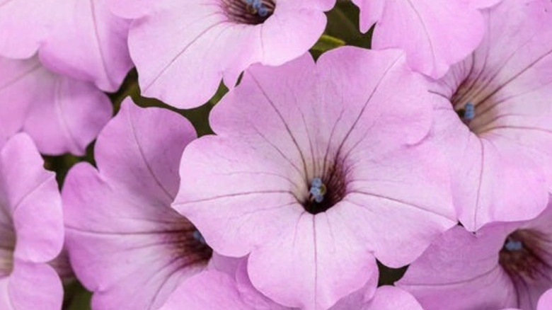 A closeup of the delicate blooms of 'Supertunia Vista Cool Jazz'