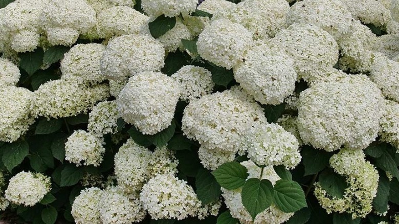 Mass of white 'Storm Proof' hydrangea blooms