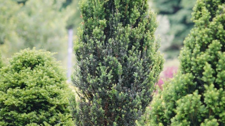 Closeup of the 'Stonehenge' yew showing its columnar growth habit