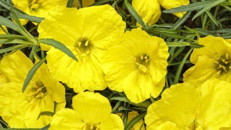 Closeup of the pretty yellow 'Sunglow' primrose flowers