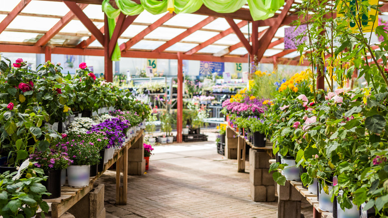 Potted plants at an outdoor garden center