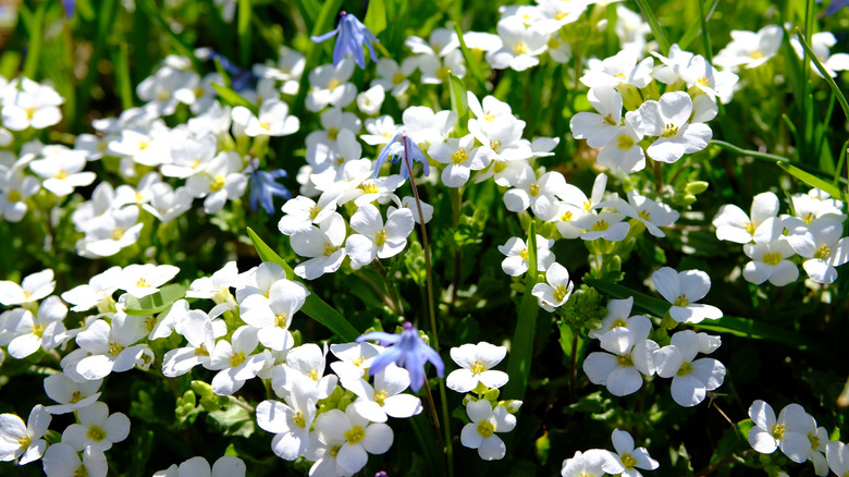Arabis (Wall rock cress) in bloom in the sunshine