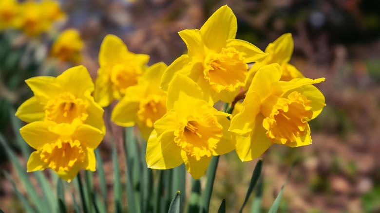 Daffodils in bloom in the garden