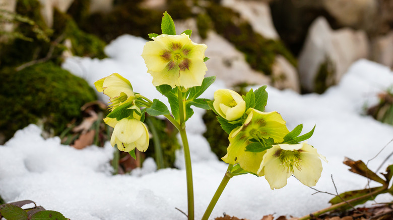 Hellebores blooming in the snow