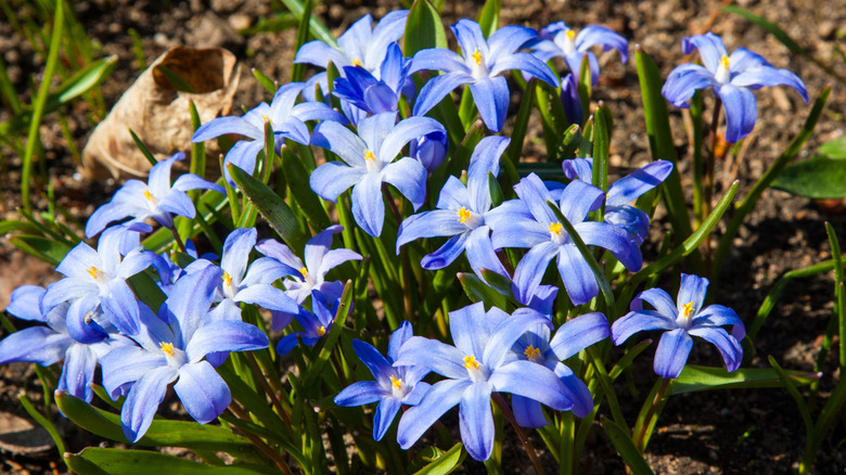 Glory of the snow in bloom