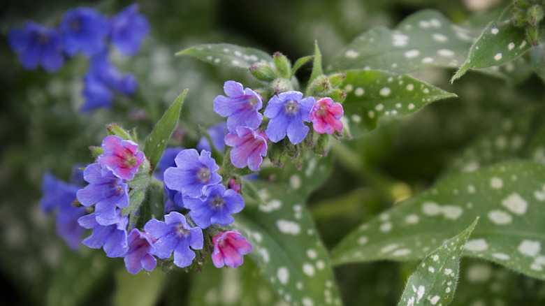 Pink and purple lungwort with white splattered foliage