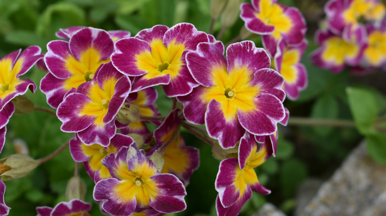 Violet and bright yellow primrose (Primula vulgaris) in bloom