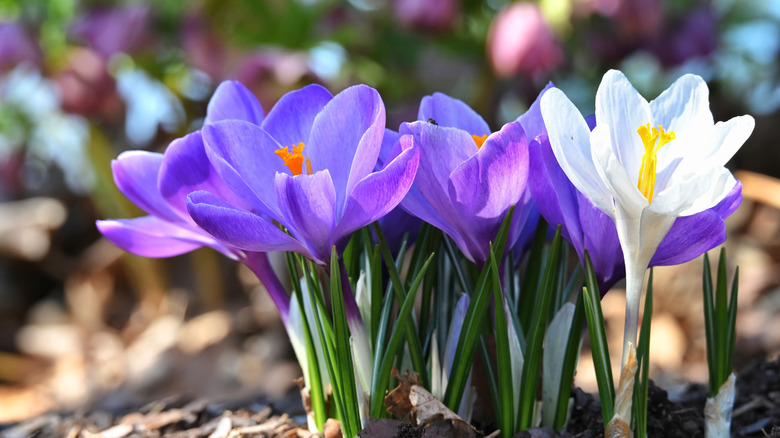 Violet and white crocuses in bloom