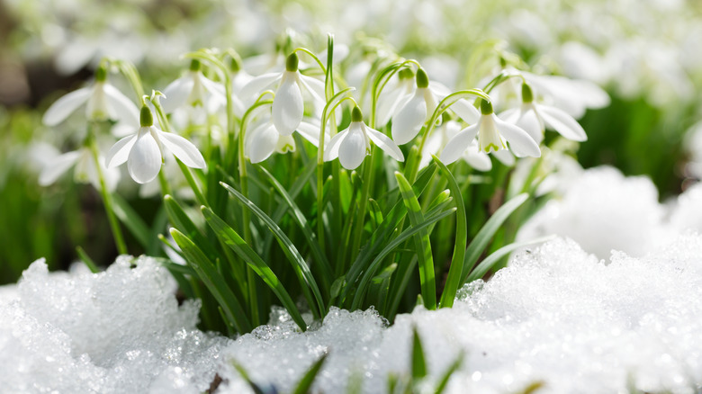 White snowdrops in bloom in the early spring with snow on the ground