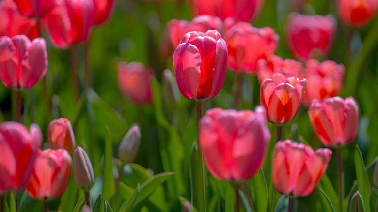 Brilliant red tulips in bloom in a field
