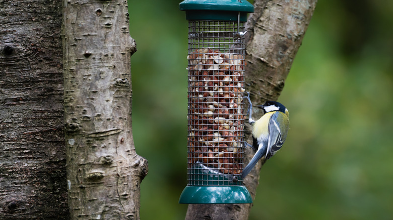 bird perched on bird feeder hanging from tree