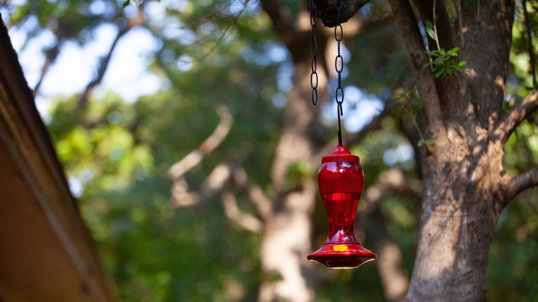 hummingbird feeder hanging from tree in dappled sunlight
