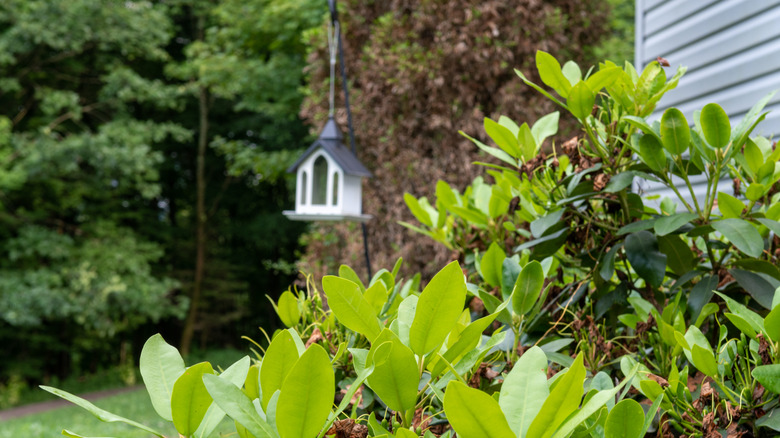 bird feeder near flower bushes in yard