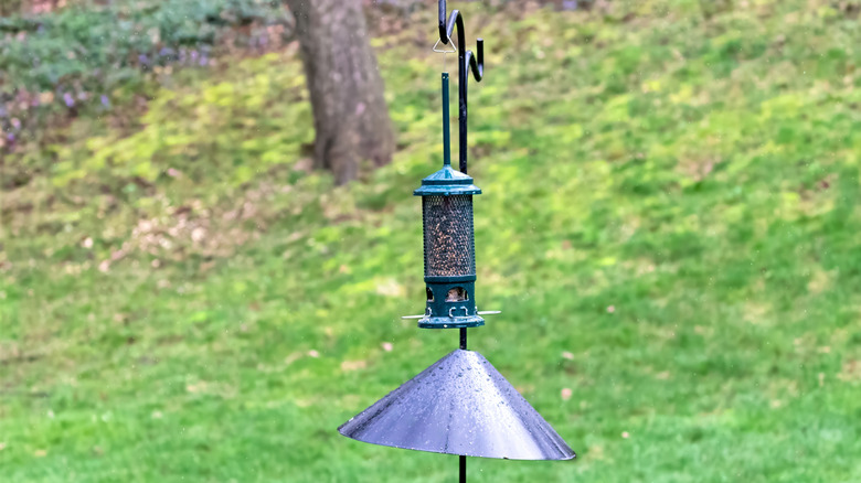 bird feeder on pole in yard with baffle