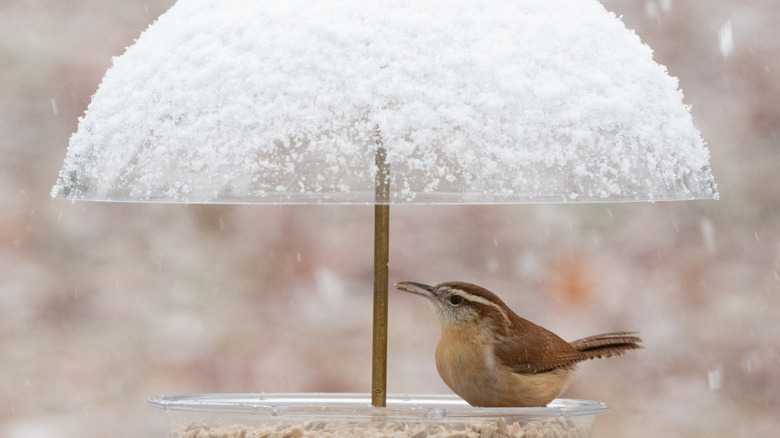 bird sitting at domed bird feeder with snow on top