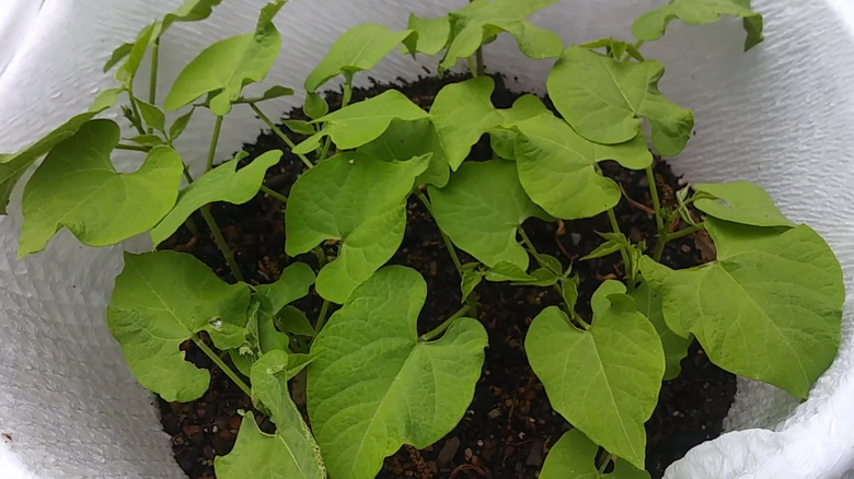 Bush beans growing in a laundry basket