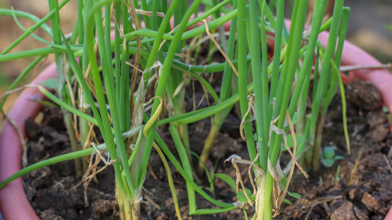 Green onions growing in an old basket