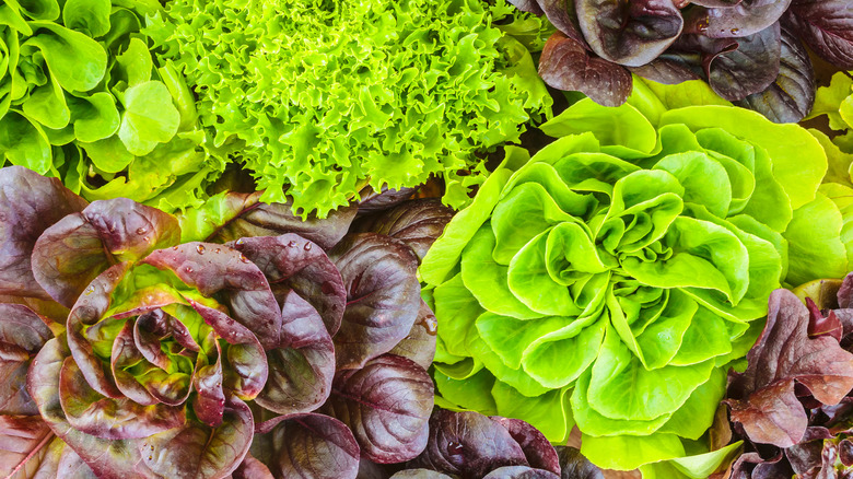 Variety of salad green plants
