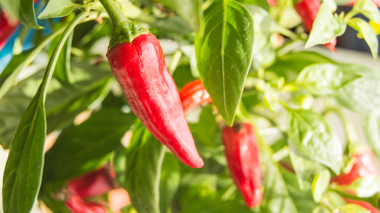 Hot chili peppers growing on a bush