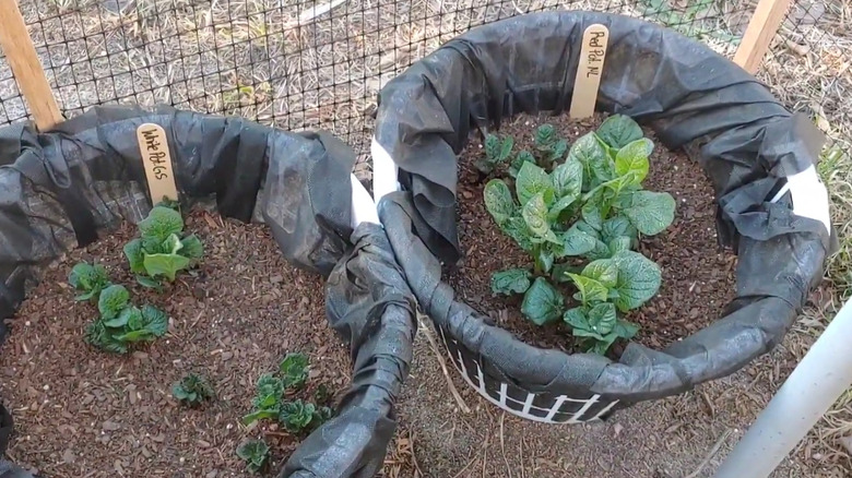 Potatoes growing in a laundry basket container garden