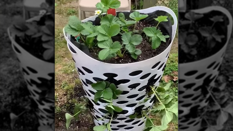 Laundry basket strawberry tower