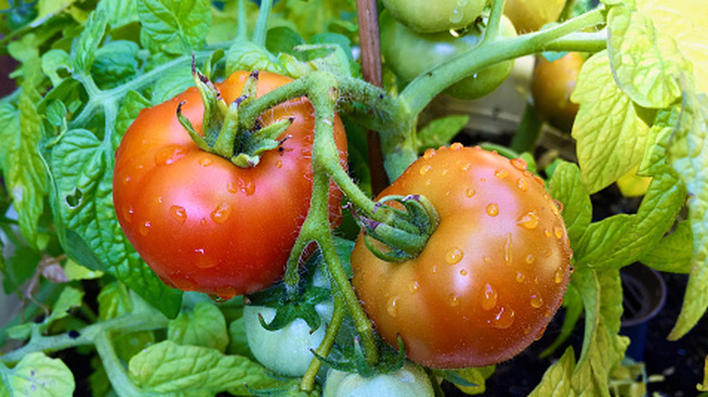 Ripe tomatoes on a plant