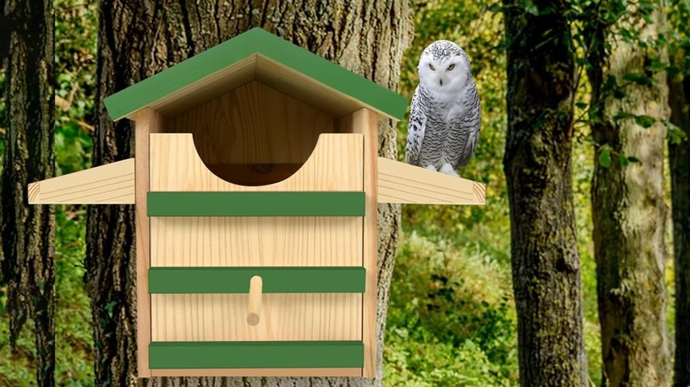 An HAFTKD screech owl house on a tree