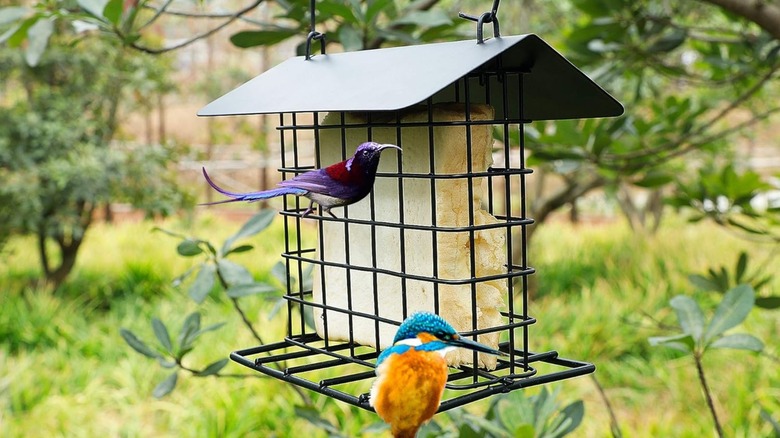 Birds eating from a Winemana hanging suet feeder