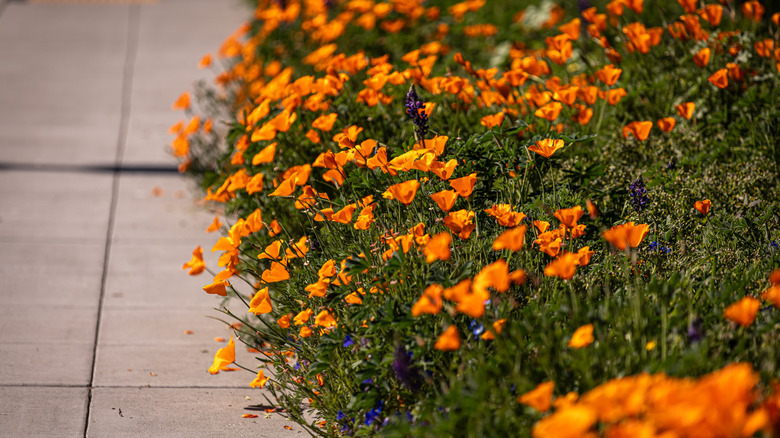California poppies growing near a sidewalk