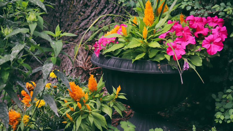 A closeup of feather celosia growing in a pot and around a tree