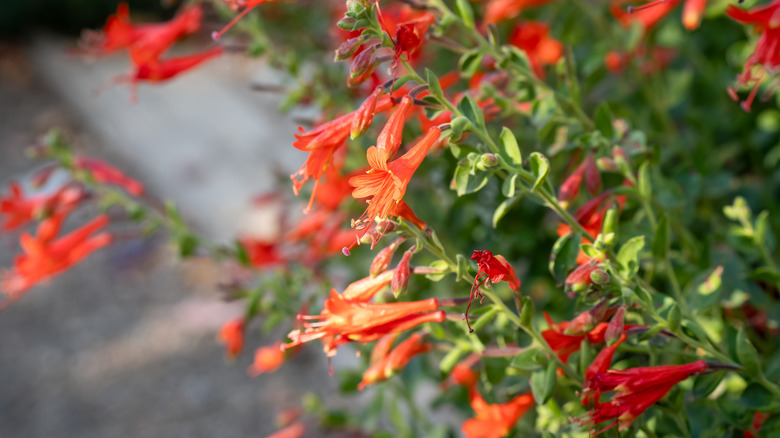 Closeup of hummingbird trumpet blooms
