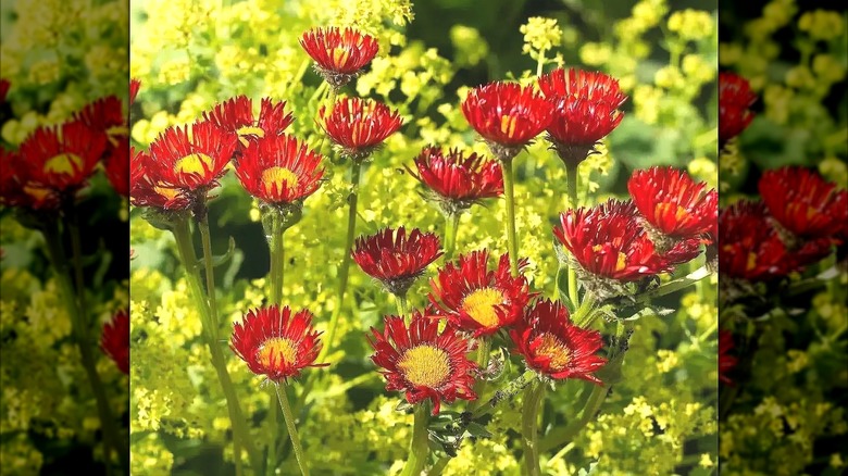 Closeup of Mexican fleabane