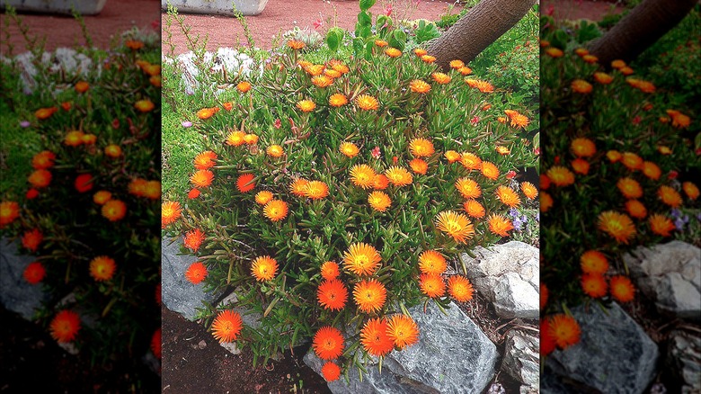 A closeup of orange form growing around a tree