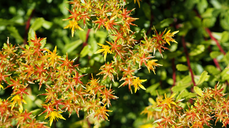 A closeup of an orange stonecrop plant
