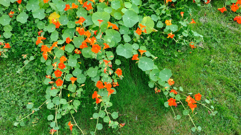 A closeup of trailing nasturtium plant on ground