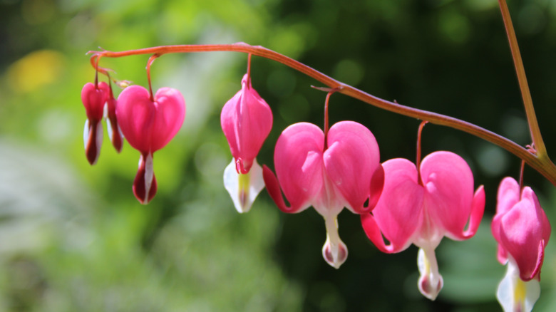 Bleeding heart plant blooms
