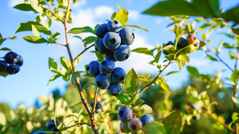 Blueberry plant with deep blue berries