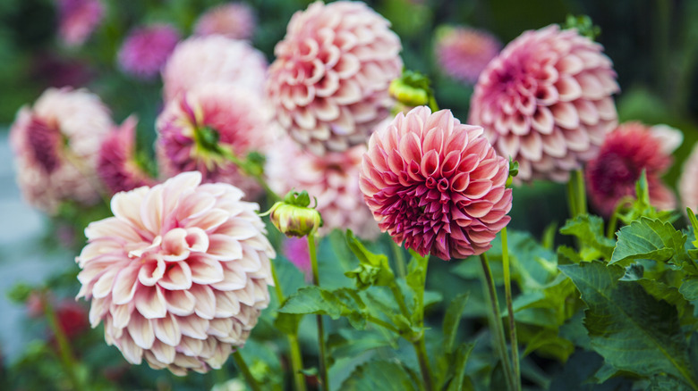 Peach colored dahlia blooms in a garden