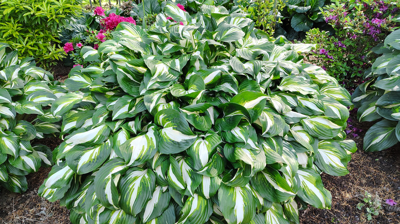 Variegated hosta bush