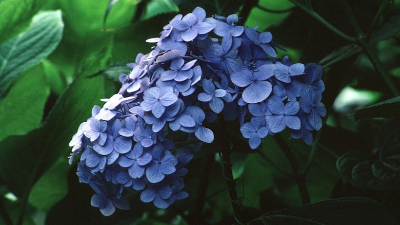 Deep blue hydrangea bloom