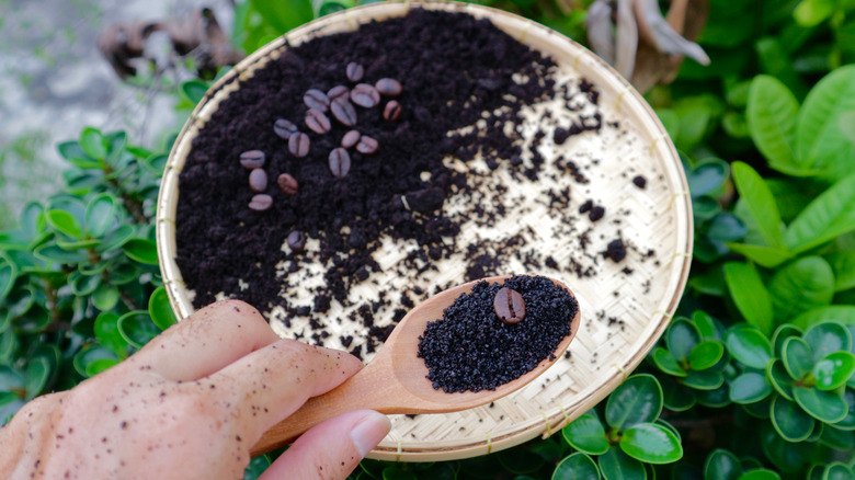Person using coffee grounds to add to soil