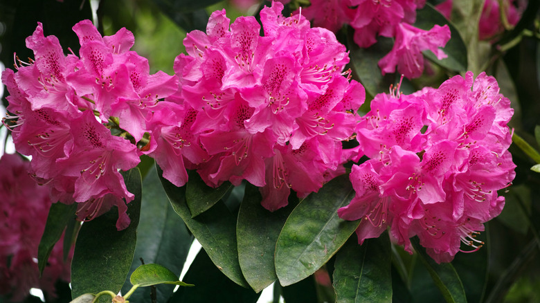 Rhododendrons with pink blooms