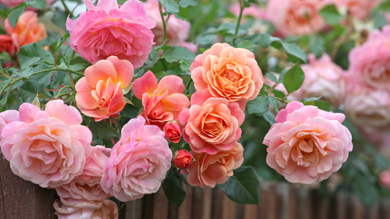 Beautiful rose blooms in a garden