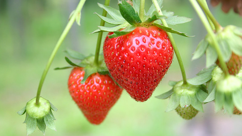 Strawberry plant with berries