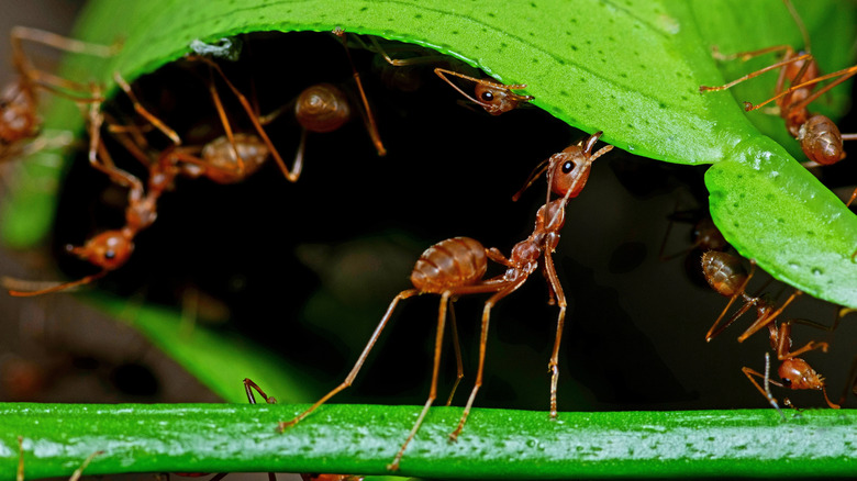 Closeup of ants moving a green leaf