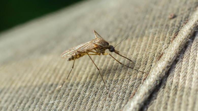 Closeup of a common house mosquito