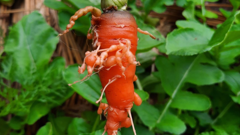 Closeup of a carrot with root-knot nematodes disease