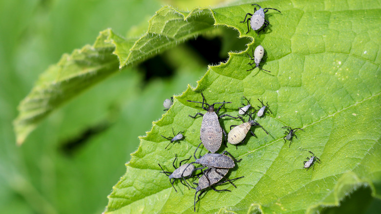 Closeup of squash bugs on a leaf