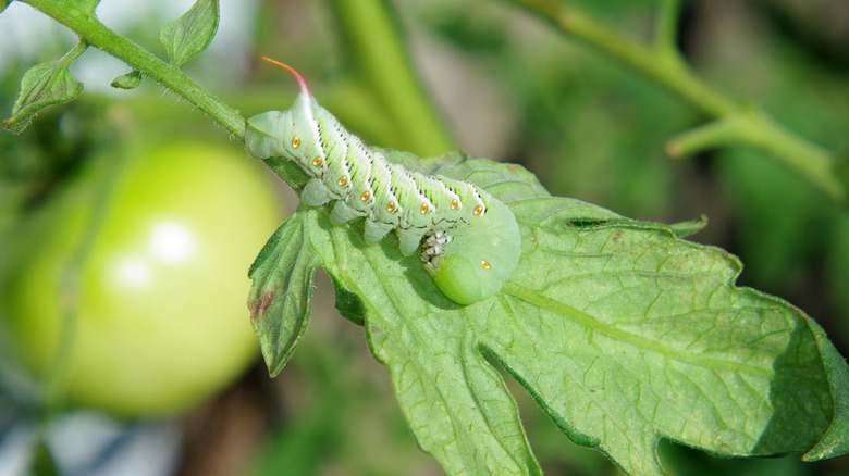 Closeup of a tomato hornworm damaging a plant